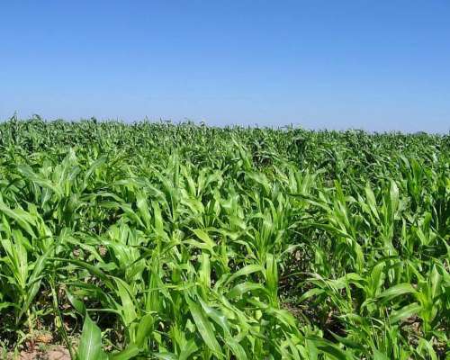 2100 Hectareas en Santiago del Estero (departamento Capital)