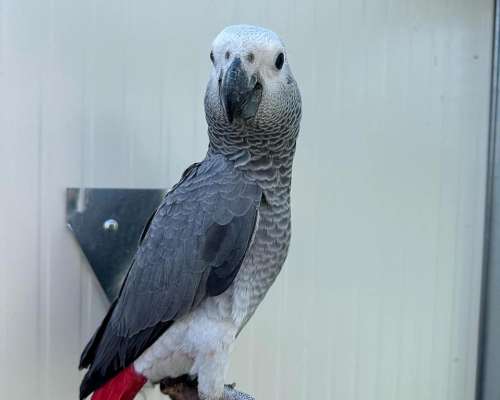 Loros Grises Africanos en Perfecto Estado de Salud a la Vent
