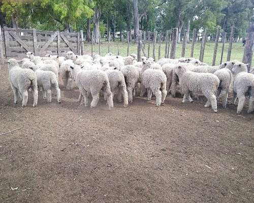 Corderas Seleccionadas para Madres