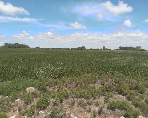 6 Has. Villa Constitución Santa FE, LUZ y Gas.