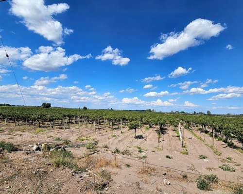 Finca en Tres Porteñas - San Martin - Mendoza