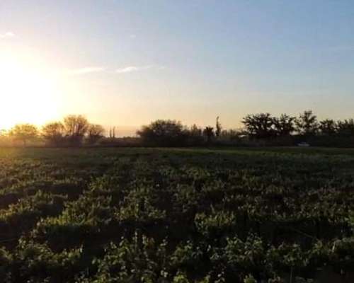 Finca 8has - PIE de Palo - Caucete - San Juan