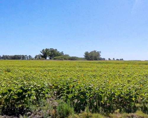 Campo en Venta – 816 Hectáreas