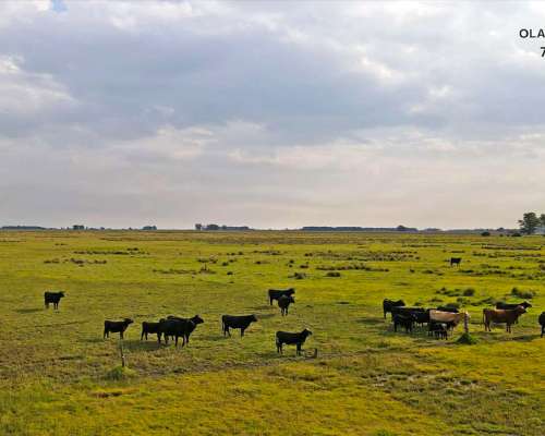 Campo Venta Olavarria 878 Ha Ganaderas
