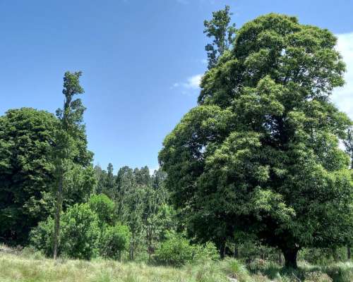 Venta Campo de 29 Ha en Villa Berna Calamuchita Córdoba
