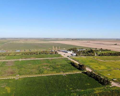 1520 Has Coronel Dorrego, Buenos Aires - Agrícola - Venta