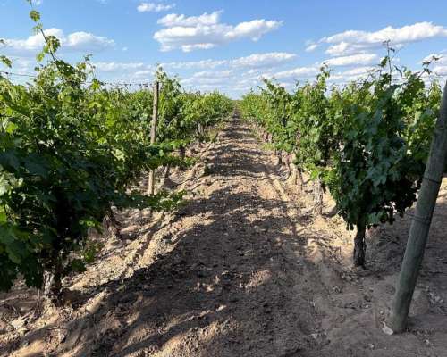 Finca Productiva con Pozo 29 Ha -san Martin - Mendoza