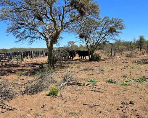 Vendo 15000 Ha en Monte Coman Mendoza