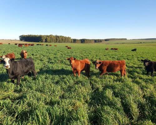 Venta de Campo en Uruguay. Estancia en Florida