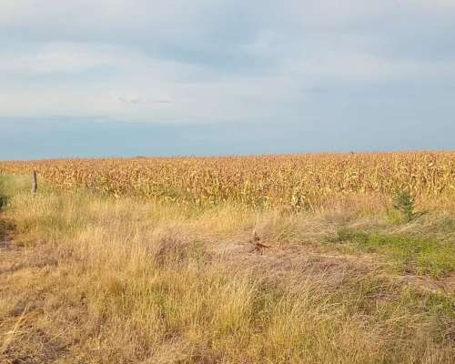 140 Ha Mixtas Excelente Campo Departamento Nogoyá