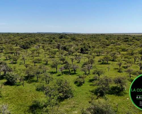 Vendo Campo Ganadero 430 H.A Zona Chajari E.R