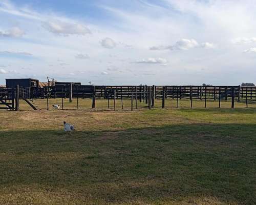 Campo de 177 Hectareas de Aptitud Mixto Ubicado en Ayacucho