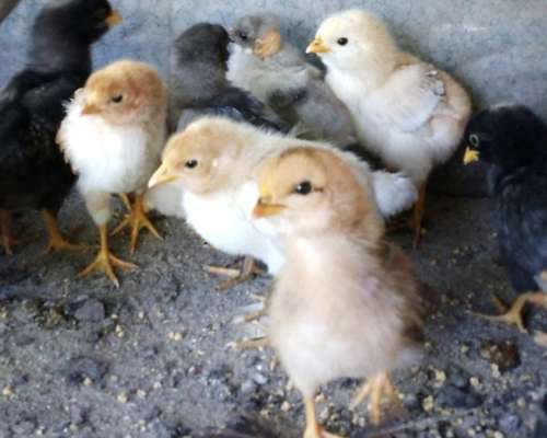 Pollitos de Campo, Razas Mixtas