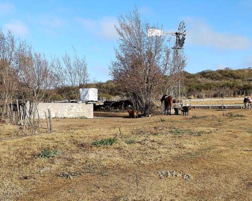 Alquiler o Venta Ganadero Potrerillo (san Luis) 180 Has