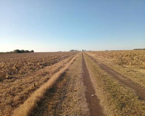 290 Ha 100 % Agrícolas. Campo de Excelencia