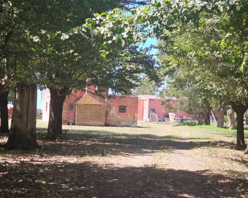 Campo Venta Casalins Pila 268ha