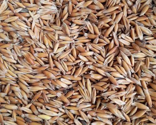 Semilla Avena Amarilla Clasificada Bolsas 30 Kg