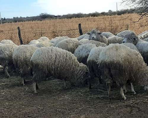 Vendo Lote - 19 Ovejas y 1 Carnero