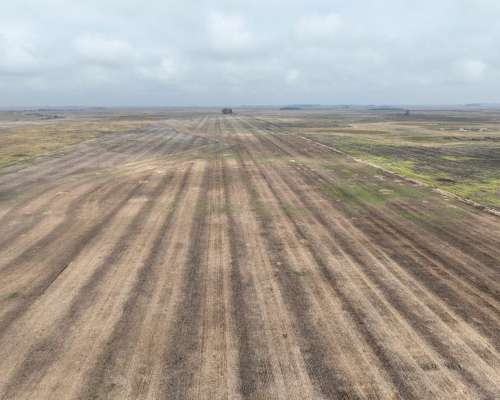 Crotto, Tapalqué, Buenos Aires - 440 Ha