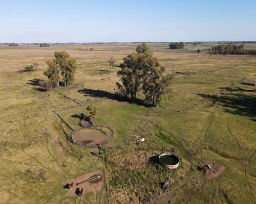 Campo en Venta de 110 Has en Mercedes. Ganadero