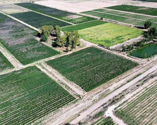 Finca 32ha Urgarteche Luján de Cuyo