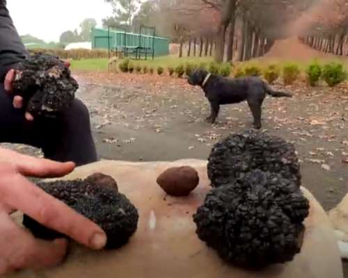 Trufa Negra - Venta de Plantines Micorrizados - Sustratos