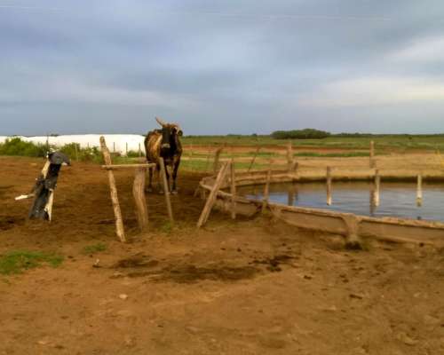 Campo Mixto 400has Tostado