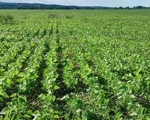 120 Has. Agrícola Venta. Embarcación Salta