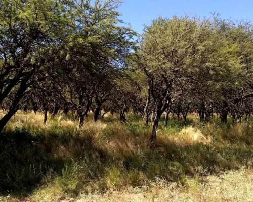 1600ha en Doblas la Pampa