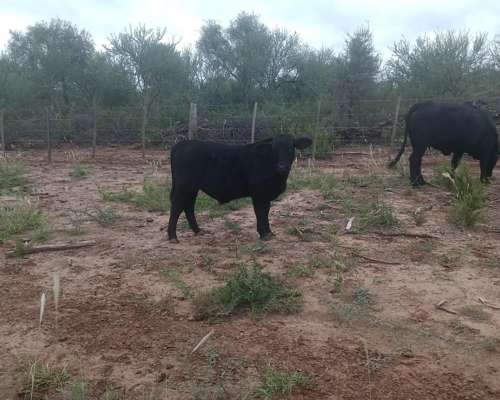 Chamical (LA Rioja) 5000 Has Asfalto