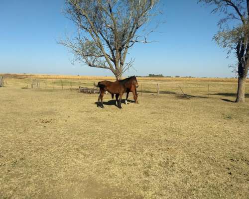 4 Ha en Venta en San Miguel Arcangel 48000 DOL