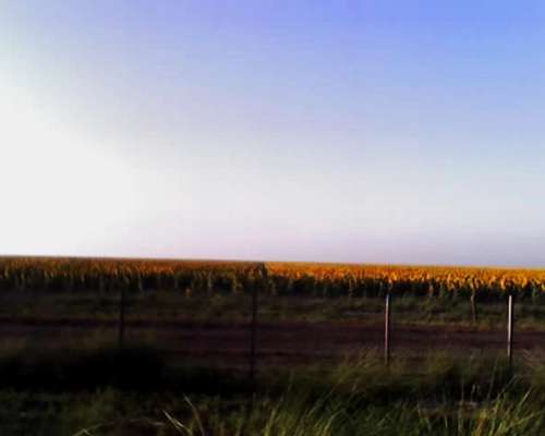 Arriendo C/opción a Compra Campo Agricola 1062 Has Bandera