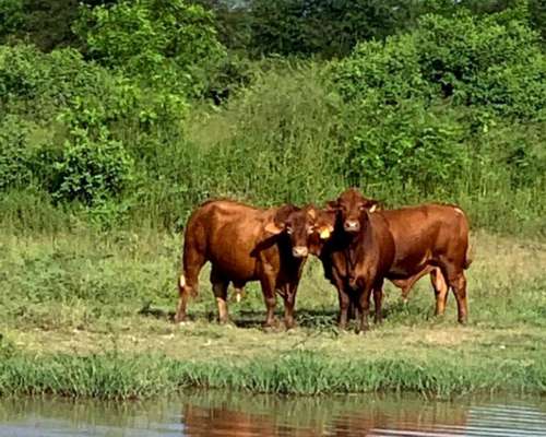 Estancia Agrícola - Ganadera