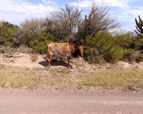 Vendo Campo Ganadero en la Pampa