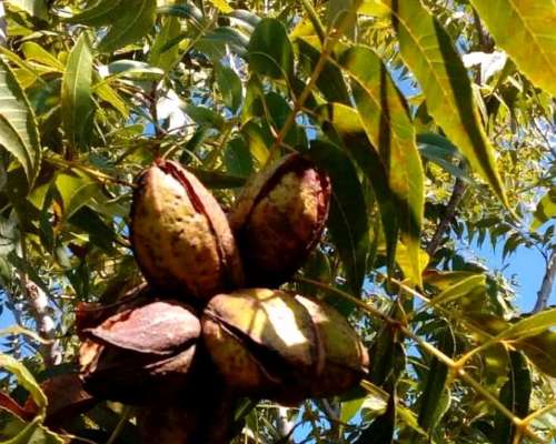 4 Ha de Plantación de Nuez Pecán