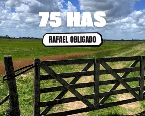 75 Has Ganaderas en Rafael Obligado (rojas Bs.as.)