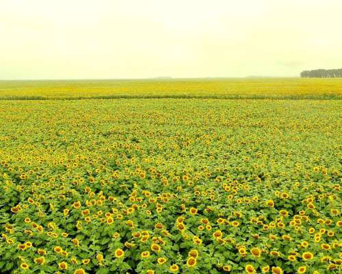 Campo Mixto 1500 HA, Pila (bs. AS)