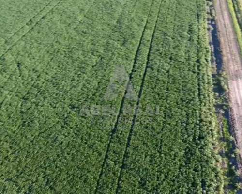100 Ha Drabble, Pdo. de General Villegas