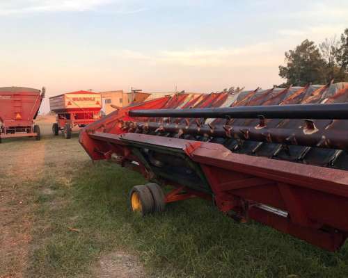 Se Vende Girazolero 10 a 52cm