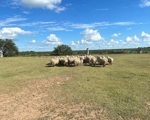 Vendo Ovejas Madres Preñadas