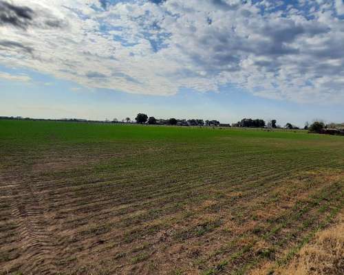 Campo Agrícola de 24,5 Hectáreas con Mejoras en San Nicolas