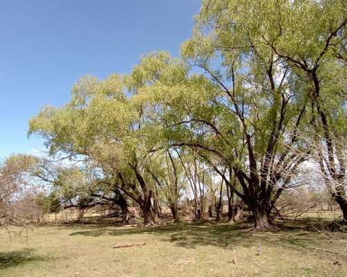 60 Hectáreas en Gualeguaychú, Excelente Tierra.