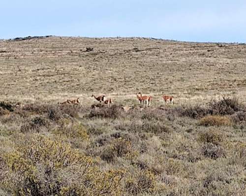 Campo en Peninsula Valdes Chubut 10.000 Ha Costa al MAR