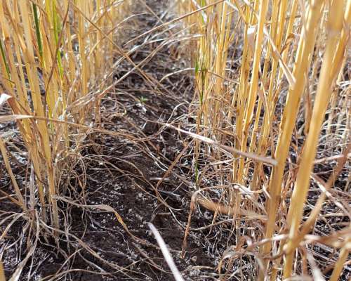 Campo en Daireaux - Buenos Aires