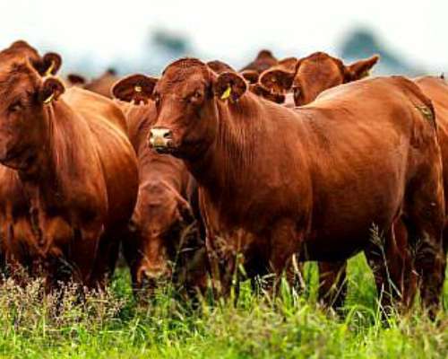 2500 Has Campo Ganadero SUR de Santiago del Estero