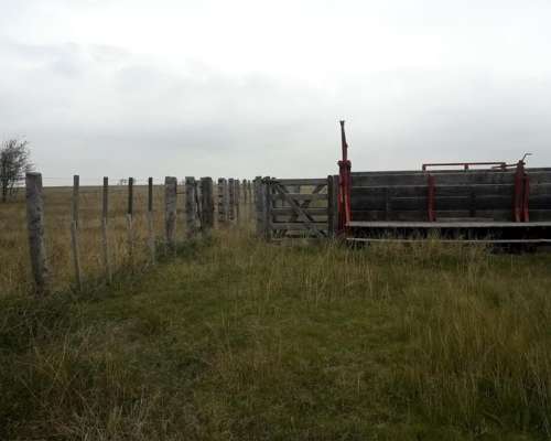 Campo Ganadero Proximo Chilibroste