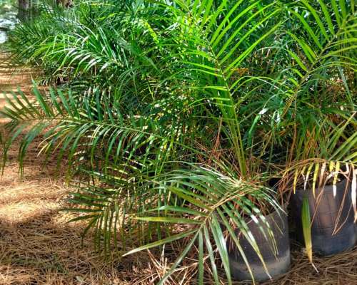 +7.000 Pindó Grandes Disponibles – Venta en Campo – Producto