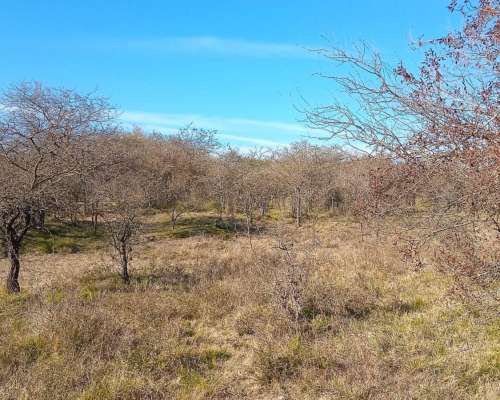 16 Ha Ganaderas. Departamento Nogoyá. Buen Campo