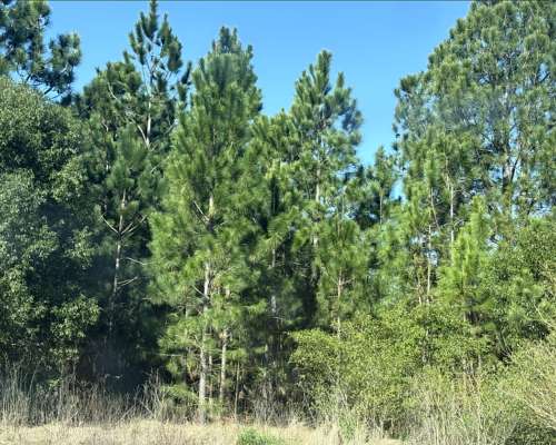 San Miguel 680 Has Forestal/ganadero Buen Precio