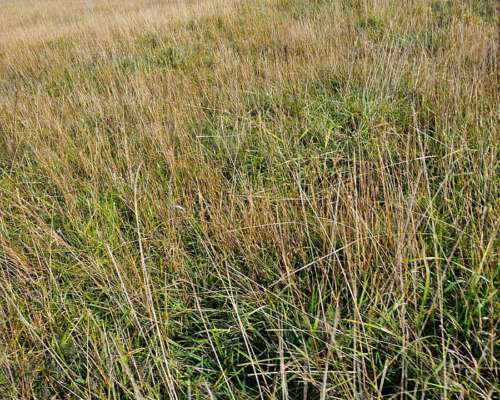 Alquiler Campo Cria 72 Kg/ha